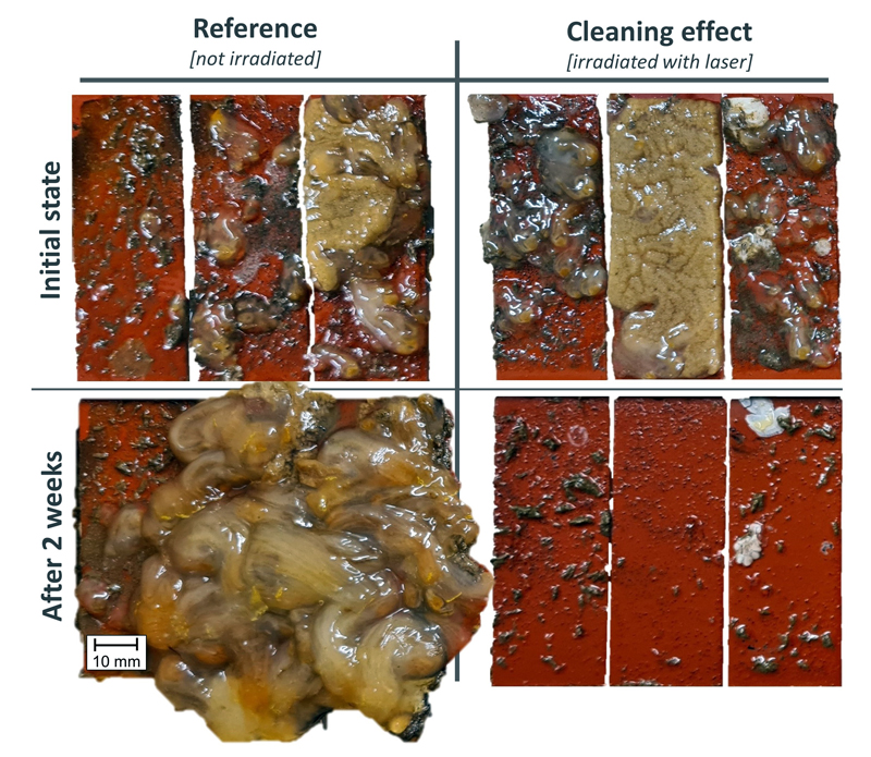 Compare and contrast: samples irradiated with the laser (R) and those not irradiated (L). (Photo: LZH)