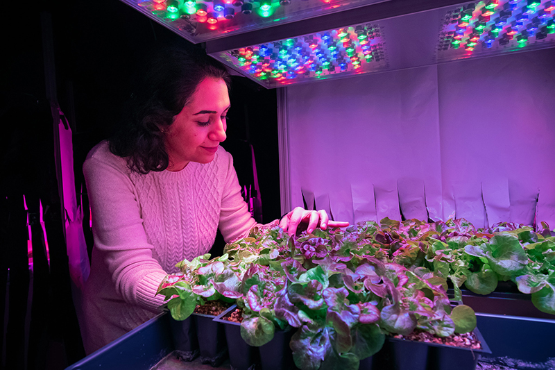 Fatemeh Sheibani, a PhD candidate in horticulture and landscape architecture, examines lettuce plants in a controlled environment chamber using LED lighting. Sheibani's research focuses on finding the best strategy for using LEDs in vertical farming that will maximize crop yield and decrease production costs associated with lighting. (Purdue Agricultural Communications photo/Jessica Kerkoff).