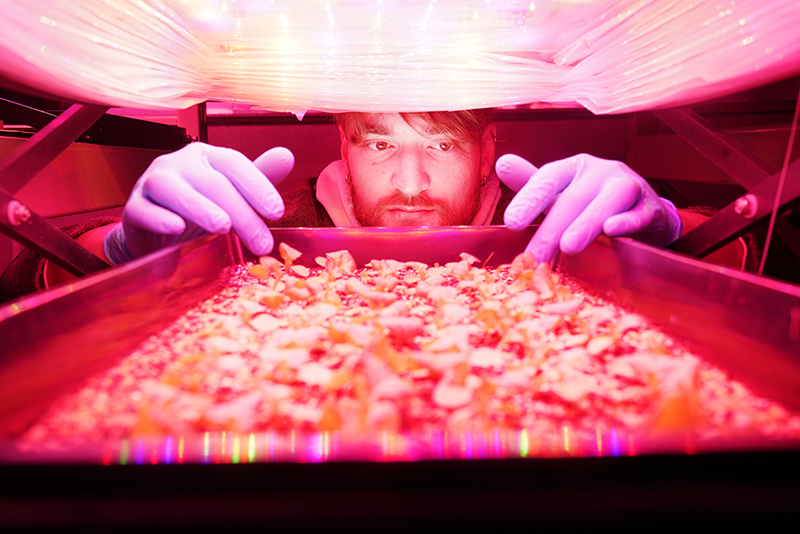 Michael Gildersleeve, a graduate student in Purdue's Department of Horticulture and Landscape Architecture, works with lettuce plants grown under close-canopy LED lighting to maximize energy efficiency and crop yield. (Purdue Agricultural Communications photo/Tom Campbell).