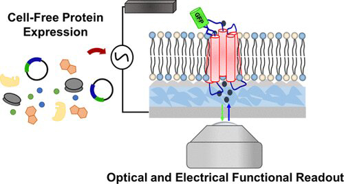 Optical and electrical function readout. Graphical abstract. Credit: ACS Synthetic Biology.