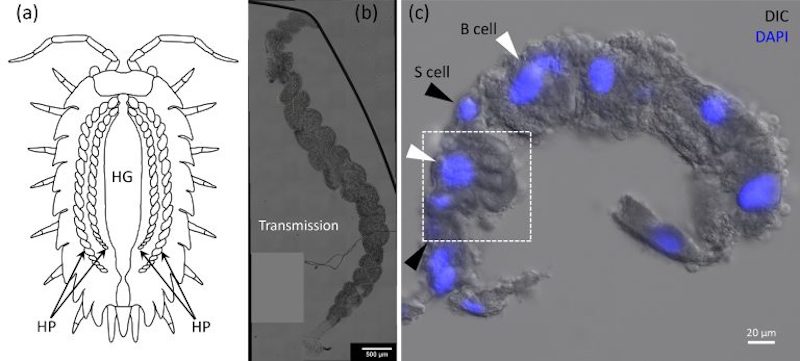 (a) The woodlouse hepatopancreas (HP) and the hind gut (HG). (b) Transmission overview of a single HP tubule, showing the helical structure. (c) Section from a HP tubule with the nuclei fluorescently labeled in blue. Credit: Cardiff University.