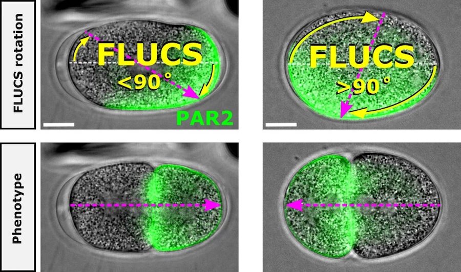 Optically controlled rotation of a worm embryo in its eggshell using FLUCS. Credit: MPI-CBG.
