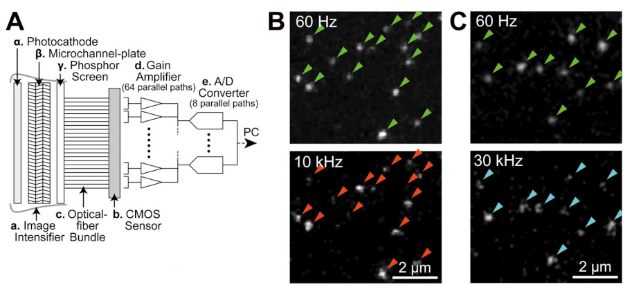 Schematic diagram of the camera system including the key amplifier component, and snapshots of molecules detected. Credit:  Journal of Cell Biology.