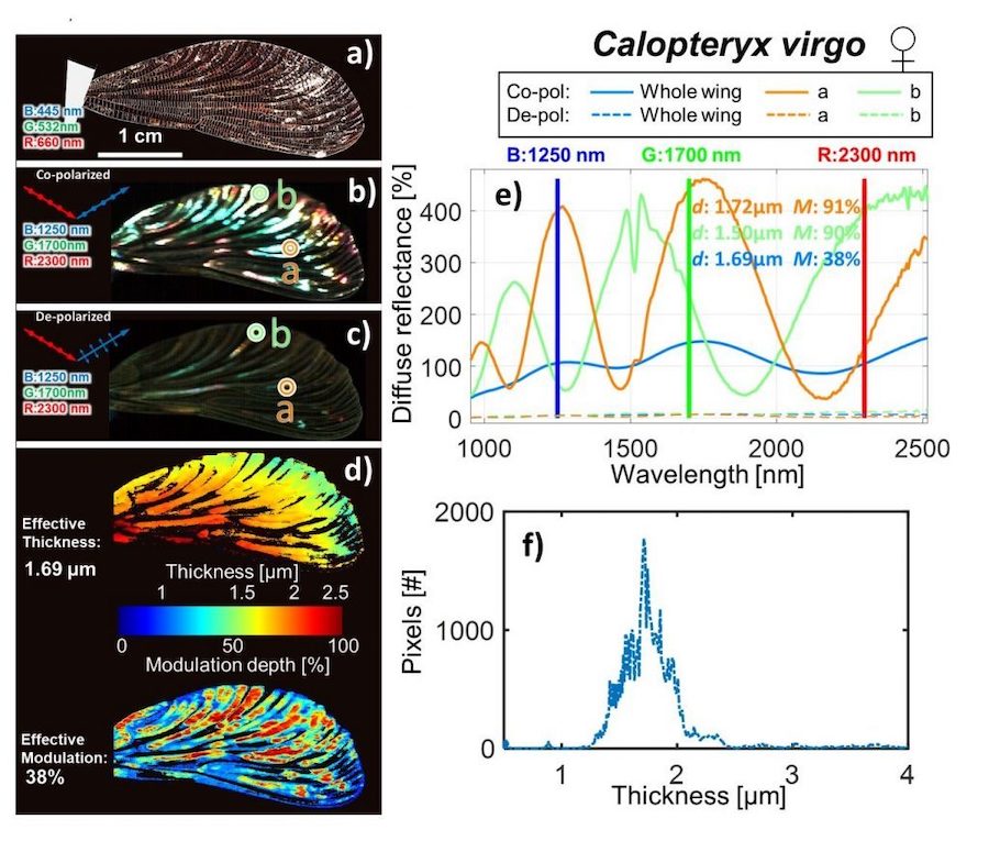 Damselfly wings in infrared hyperspectral imaging. Wing thickness can be assessed from the data and identify the insect. Credit: NKT/Advanced Science. 