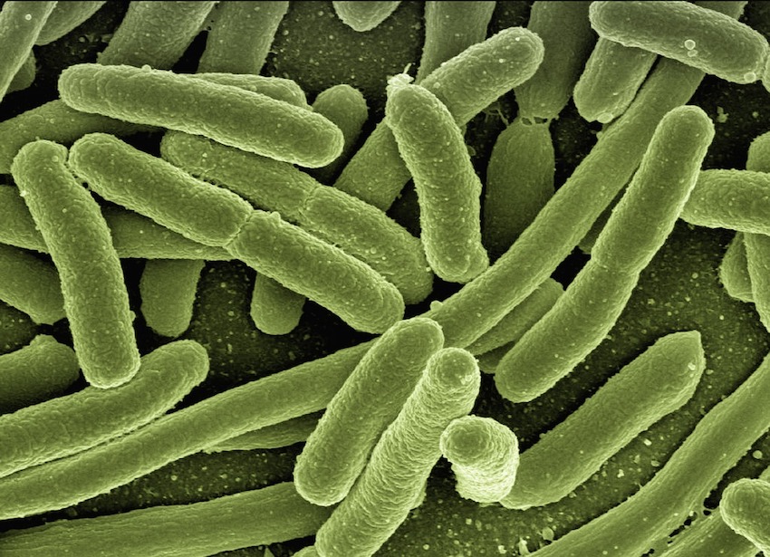 Dual wavelength illumination offered more effective antibiotic action than either wavelength individually. Credit: Pixabay/stock photo.