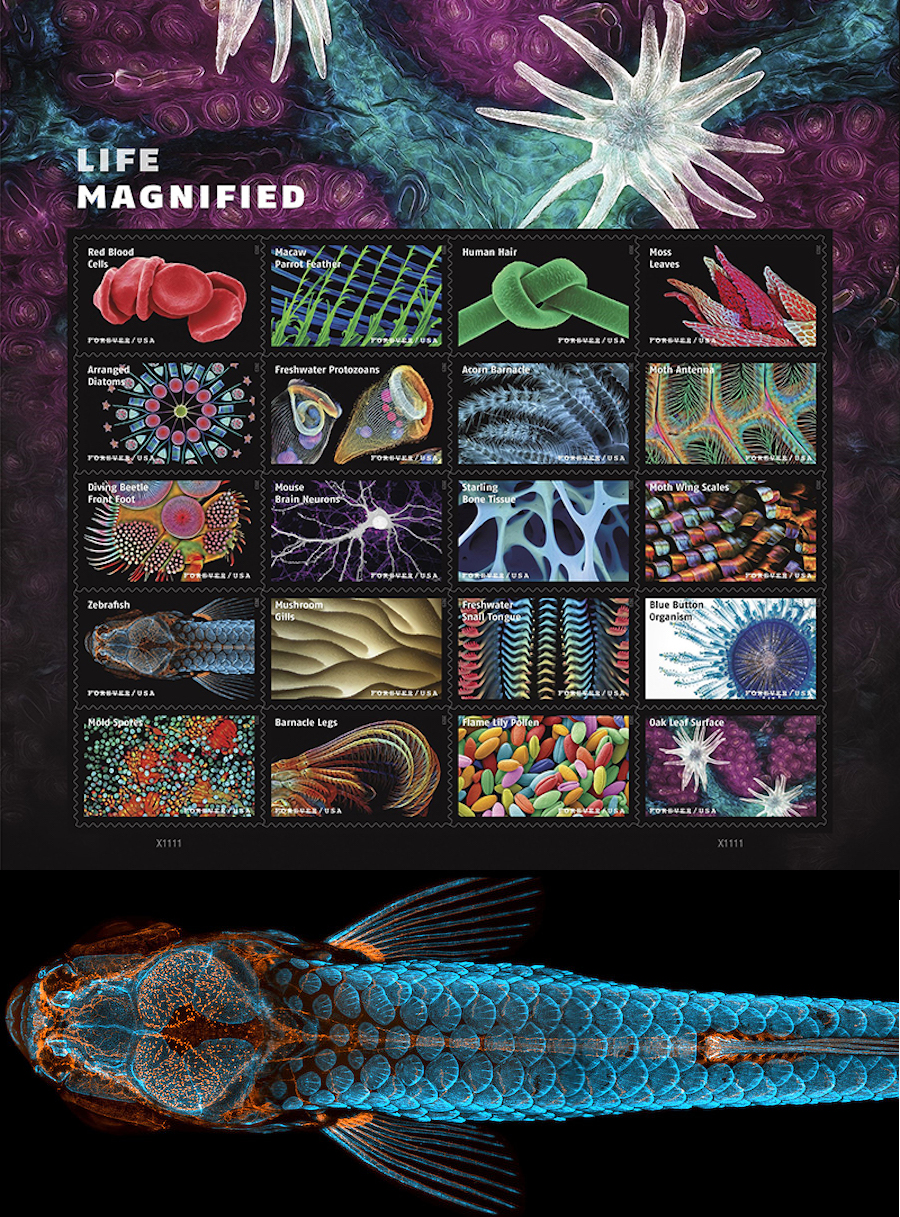 The USPS Life Magnified stamp series, and Daniel Castranova's fluorescence microscopy image of a zebrafish. Credit: USPS/NICHD.