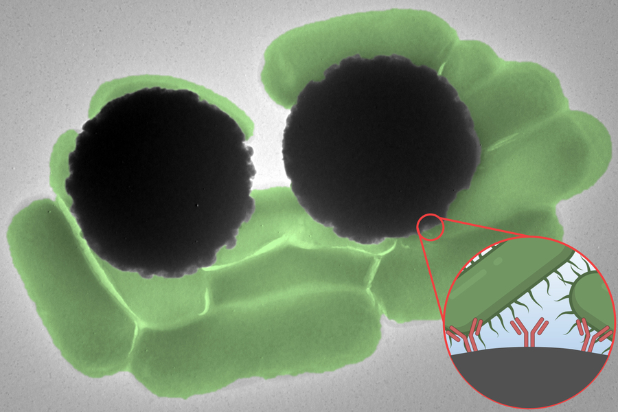 Dynabeads serve as a strong Raman reporter for the simultaneous capture and detection of pathogenic bacterium such as Salmonella. This image shows the Dynabeads (grey spheres) interacting with Salmonella bacterium (in green). The inset shows the Y-shaped antibodies coating the Dynabeads. Credit: MIT. 