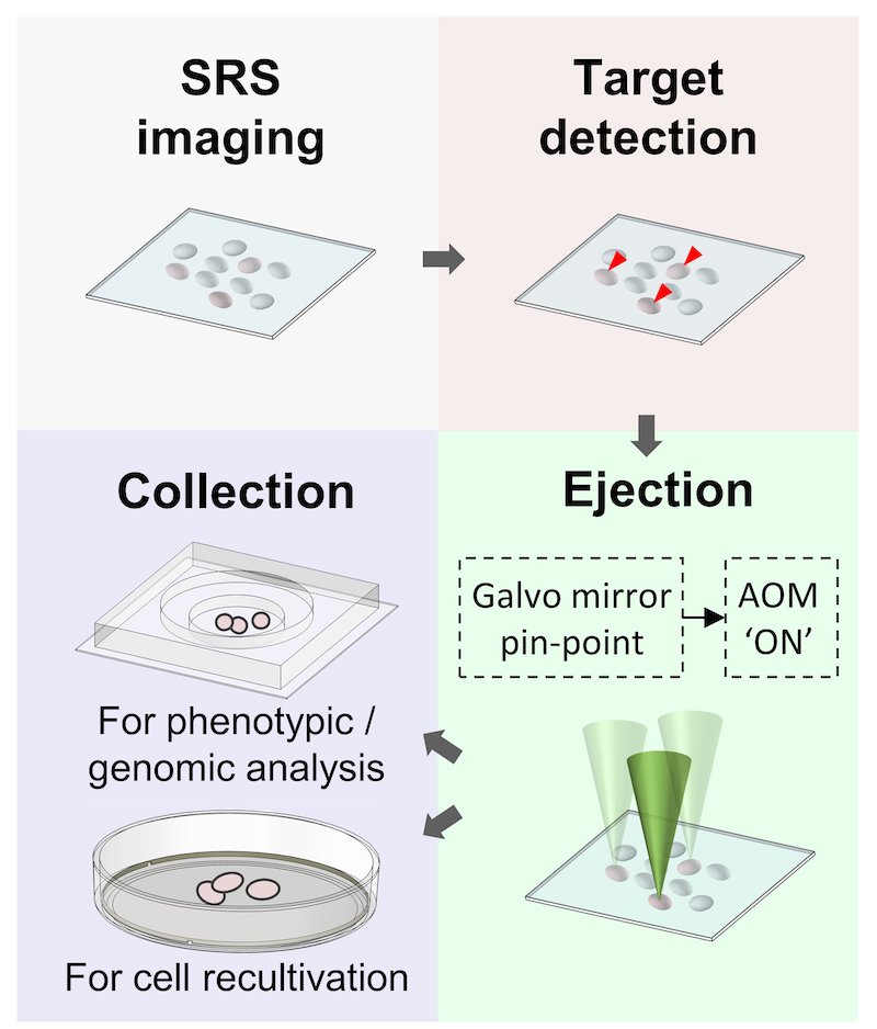 Workflow of stimulated Raman activated cell ejection (S-RACE). Credit: Jing Zhang, Boston University