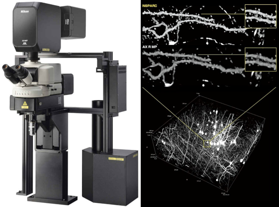 Left: The AX R MP microscope system (configured with AX-FNSP microscope) Right: Mouse neuron imaging using AX R MP with NSPARC, and using AX R MP. Credit: Lin Daniel/SunJin Lab Co./Nikon.
