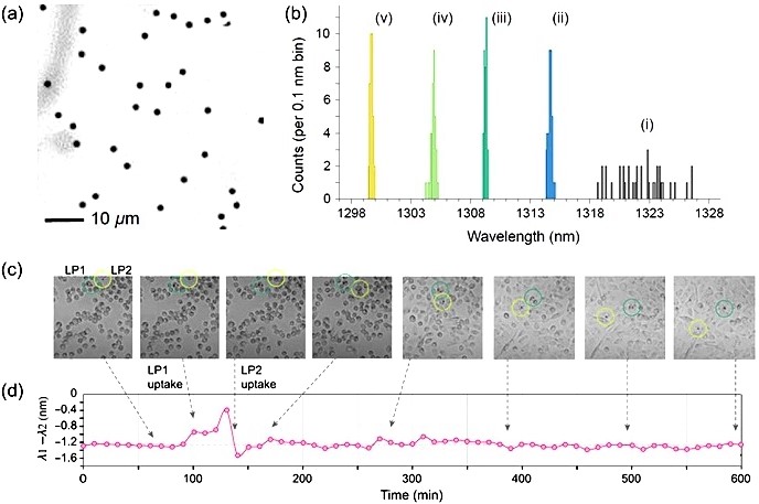 (a) Free-standing laser particles (LP) on a PDMS substrate. (b) Wavelength tuning by PEC etching of original microdisks (i) to give narrowband wavelength distributions (ii-v). (c) Optical micrograph showing cells with incorporated LPs. One LP (LP1) is internalized by a cell at ~100 min, and another LP (LP2) is internalized by a different cell at ~140 min. (d) Lasing wavelength differential of the two microdisk lasers in the cell culture over time. Credit: Sarkar et al., doi 10.1117/1.AP.5.5.056004.
