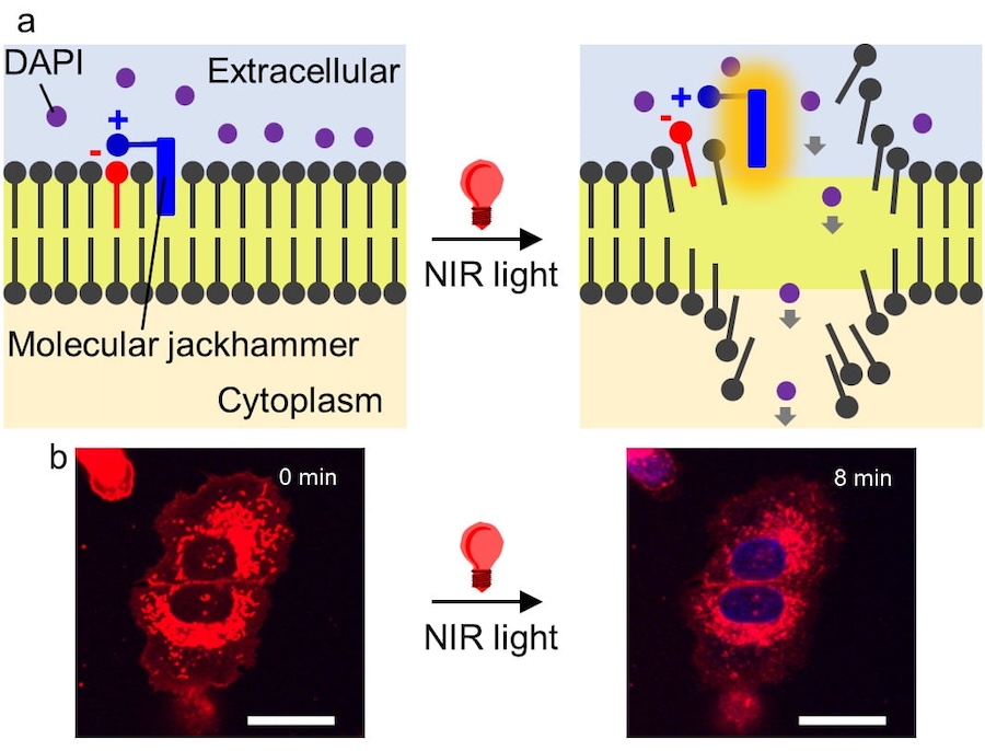(a) A molecular jackhammer (blue) attaches itself to a cancer cell's lipid bilayer lining. When stimulated with near-infrared light, it vibrates strongly, causing the cell membrane to tear open. (b) Dye entering and staining nucleus of the membrane-disrupted A375 melanoma cells visualized by fluorescence confocal microscopy. Scale bar = 25 microns. Credit: Ciceron Ayala-Orozco/Rice University.