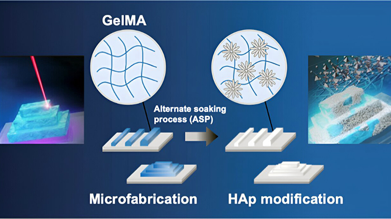 Bone machine: Yokohama's artifical bone-making method. Credit: ACS Biomaterials Science & Engineering (2023). DOI: 10.1021/acsbiomaterials.3c01046.