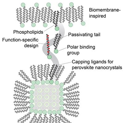 The phospholipid molecules designed by the ETH researchers create a protective layer around the perovskite nanocrystal and make it possible to disperse it in non-aqueous solutions. They also ensure that the quantum dot emits photons more continuously. Illustration: Kovalenko Lab.T