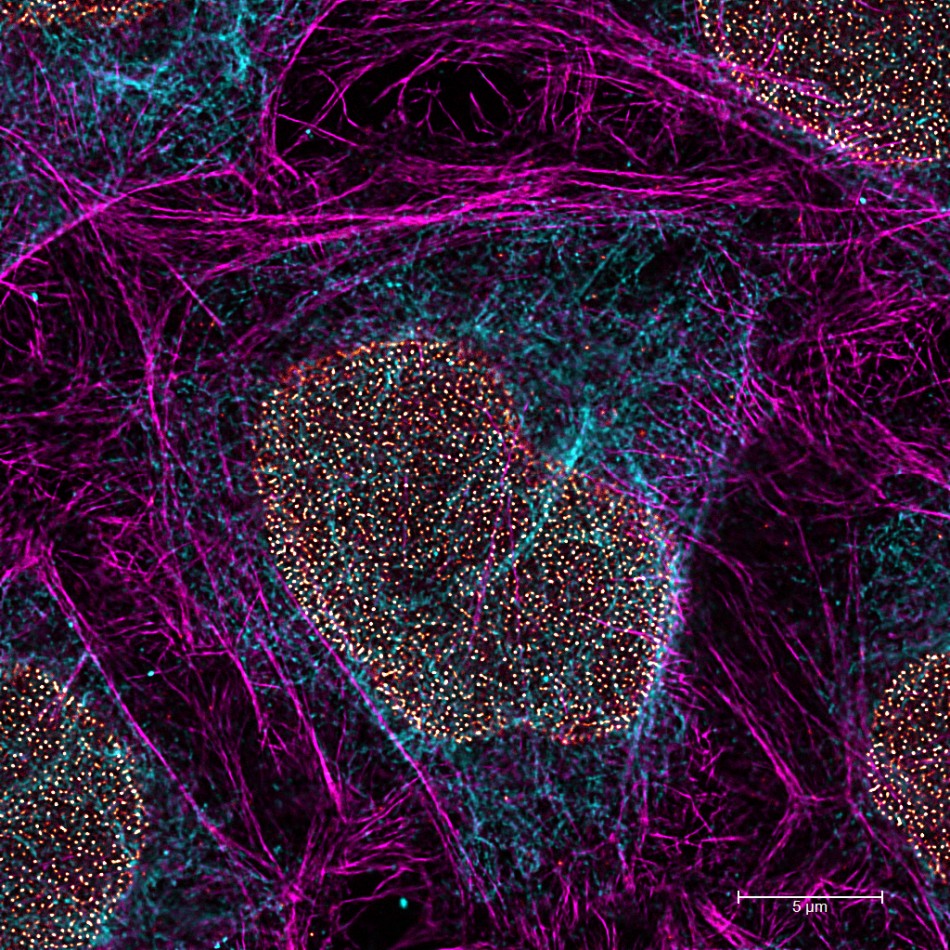 Multicolor fixed-sample images acquired using TauSTED Xtend and individual fluorophores. Credit: Leica.