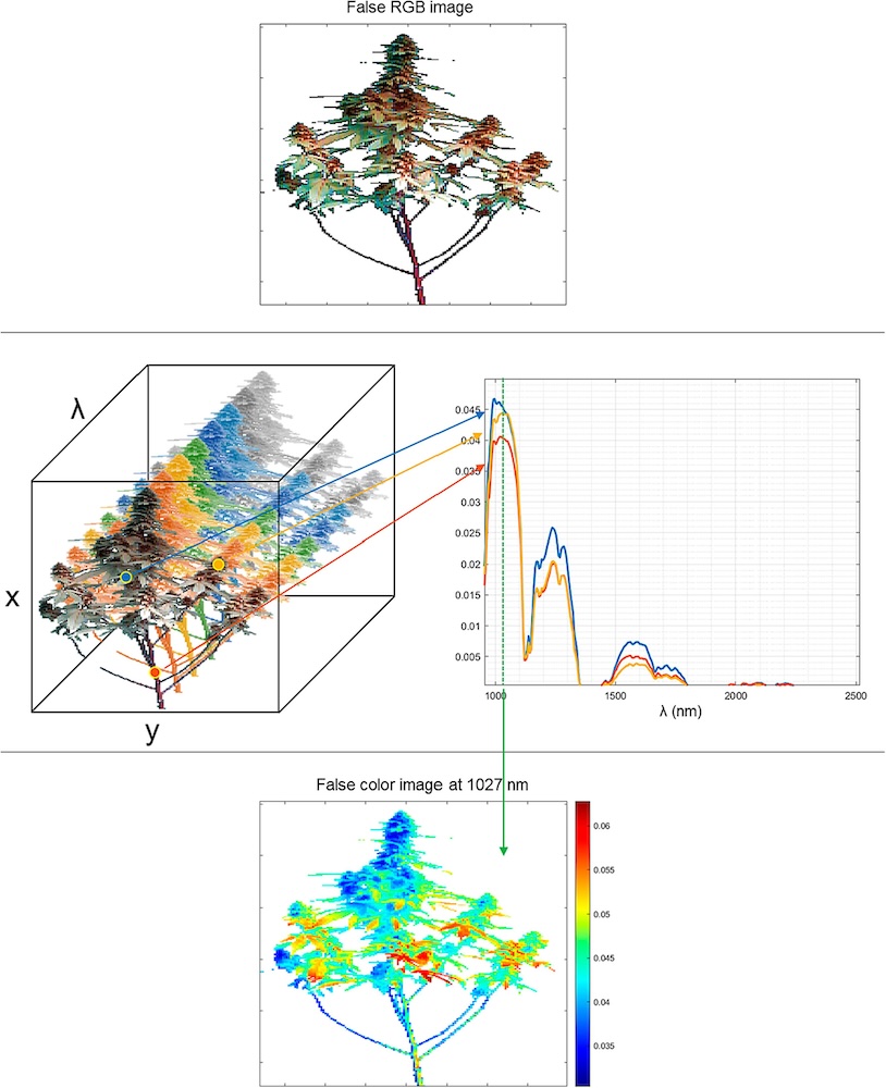 NIR-Hyperspectral image visualisation of a cannabis plant captured in the 930-2500 nm wavelength range. Credit: University of the Basque Country.