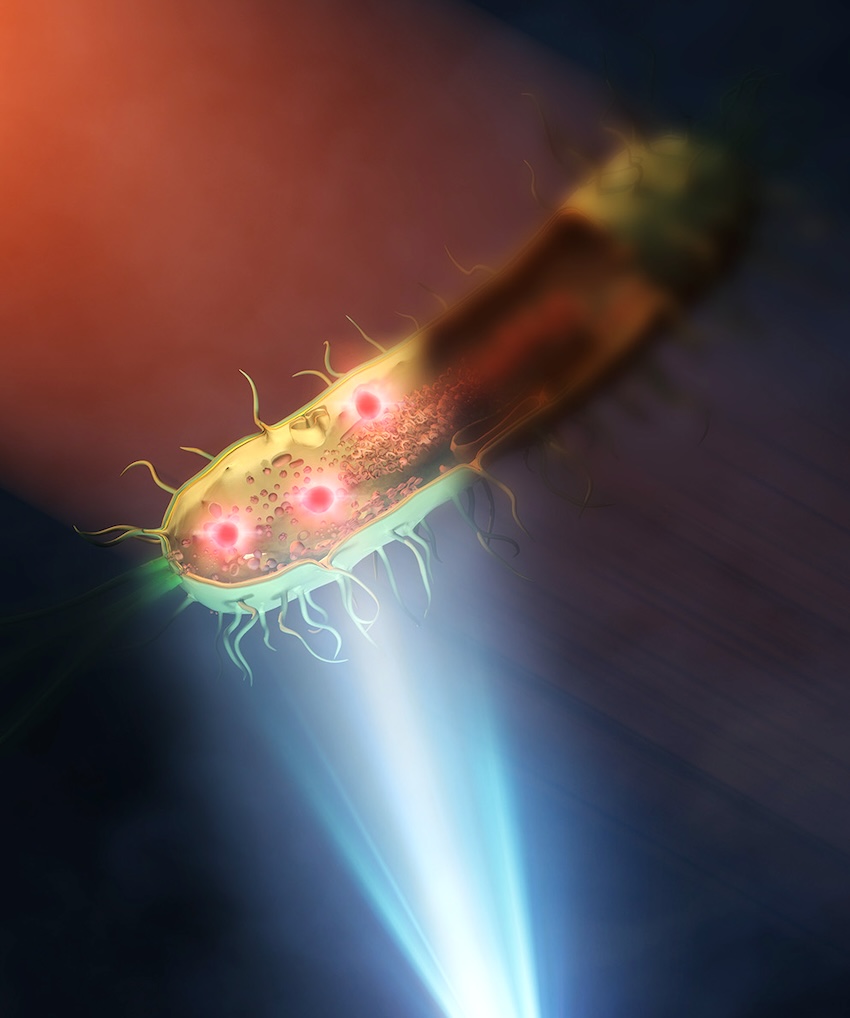 Illustration of new mid-infrared technique. This illustration represents a bacteria being illuminated with mid-infrared in the top left, while visible light from a microscope underneath is used to help capture the image. Credit: Takuro Ideguchi/Nature Photonics.