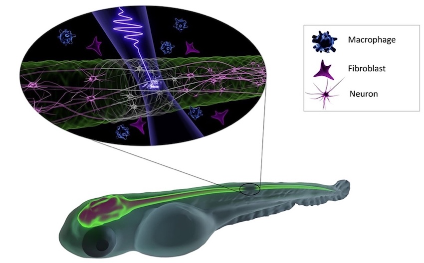 Precisely targeted femtosecond laser pulses were focused on the central nervous system of zebrafish larvae under various irradiation settings. Credit: Hanieh Fattahi/MPL.