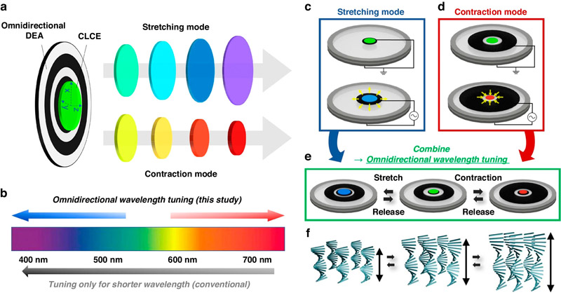 Schematic representation of the omnidirectional color wavelength-tunable device.

a Schematic representation of the omnidirectional color wavelength-tunable device, consisting of a mechanochromic CLCE and electrically deformable DEA. b Reflection wavelength tuning toward longer and shorter -wavelengths. c-f) Schematic representations showing operations of the DEA in (c) contraction mode, (d) stretching mode, and (e) omnidirectional mode by combining the contraction and stretching modes; (f) helix deformation of the CLCE under each tuning method. Source: POSTECH / Nature Light Science & Applications.