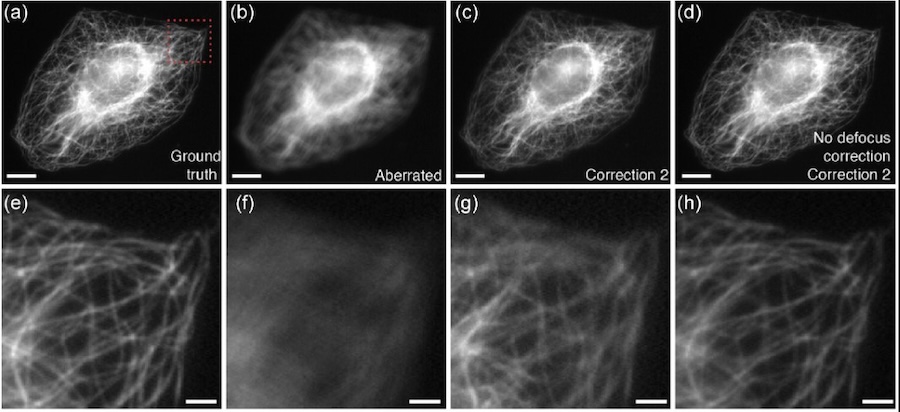 Phase-diversity-based adaptive optics method applied to biological samples. Credit: HHMI/Optica.