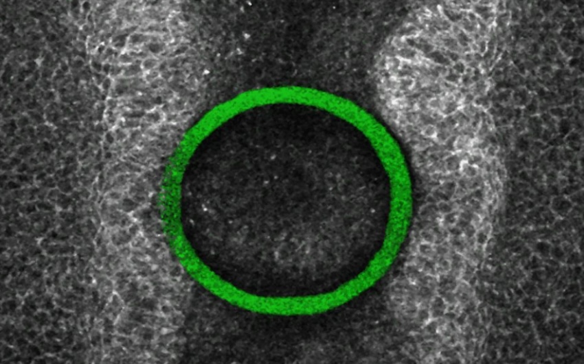 iMeSH shapes printed between chick embryo neural folds.  Credit: UCL/Nature Methods.