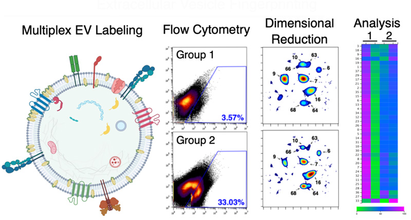 Through EV (extracellular vesicle) Fingerprinting, researchers fluorescently label EVs and detect them with flow cytometry. Dimensional reduction and clustering of 20 fluorescent features yields distinct EV populations that can be quantitatively analyzed across groups or conditions, enabling the characterization of population changes, such as relative size, lipid composition, cargo expression, and abundance. Image: von Lersner et al., shared under a CC by 4.0 license.