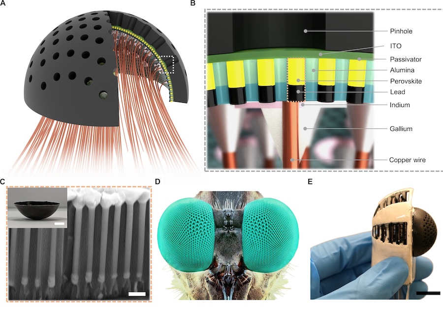 Schematic illustration and images of the pinhole compound eye camera and integrated components. Credit: HKUST/Science Robotics.