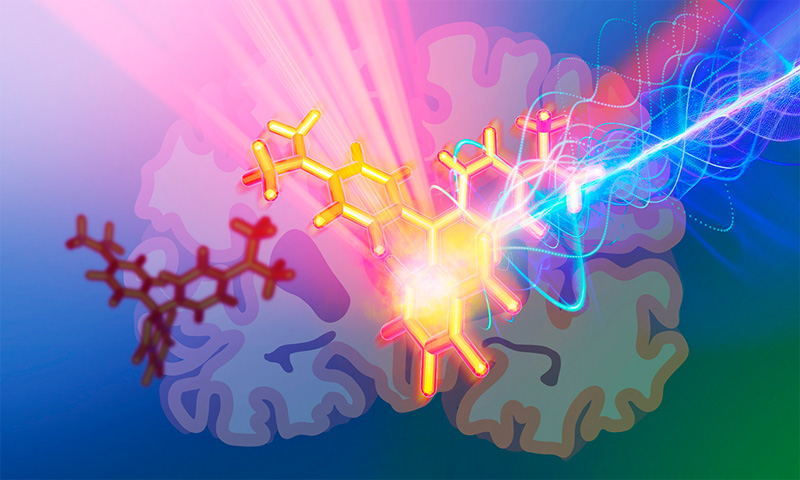New photoacoustic probes are allowing scientists to explore deeper into the brain as they can label and visualise neurons. Here, the scientific illustration features their novel photoacoustic dye that is used for labelling and imaging deep inside a mouse's brain. Credit: Isabel Romero Calvo/EMBL.