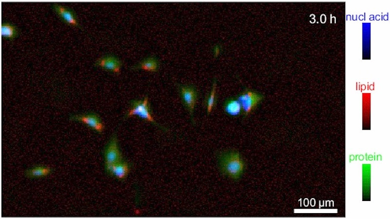 An image of biomolecules, such as nucleic acids, lipids and proteins, in live cells using an imaging technique called infrared (IR) transmission microscopy. Credit: Y. Lee/NIST.