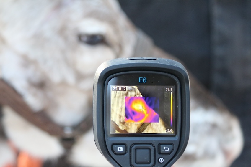 Infrared thermal imaging can detect physiological stress responses in reindeer without invasive procedures that may cause additional stress to the animal. Photo: Virpi Lummaa/University of Turku.