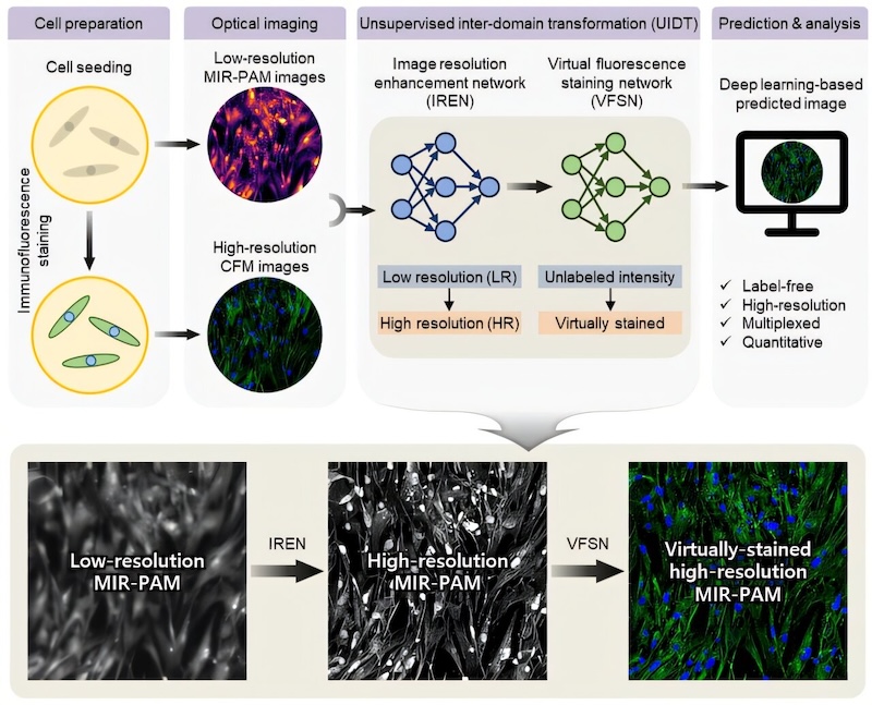 Explainable deep learning-based unsupervised inter-domain image transformation for virtually stained high-resolution mid-infrared photoacoustic microscopy. Credit: POSTECH.