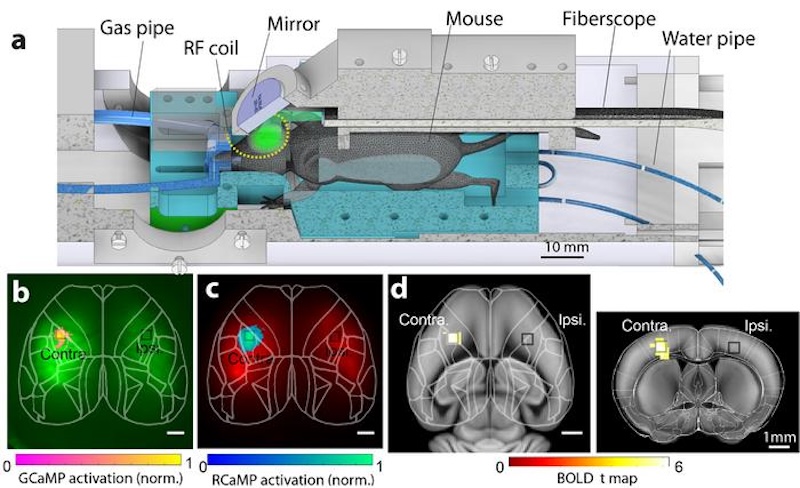 The platform incorporates a fiberscope-based optical (multichannel FL and optical intrinsic signal) imaging system and a custom surface radiofrequency (RF) coil into the bore of a preclinical MRI scanner. Custom 3D-printed components were designed to bridge the two modalities and provide animal support during the experiment. Credit: ETH Zurich/Light Science & Applications.