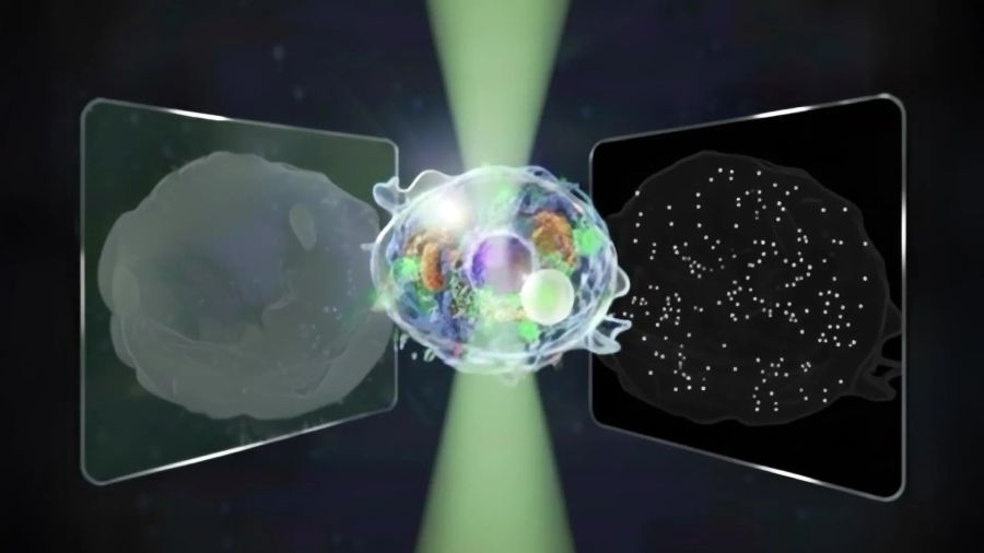 Conceptual illustration of the bidirectional quantitative scattering microscope, which detects both forward and backward scattered light from cells. This dual detection enables visualization of structures ranging from whole-cell morphology to nanoscale particles. Credit: University of Tokyo.