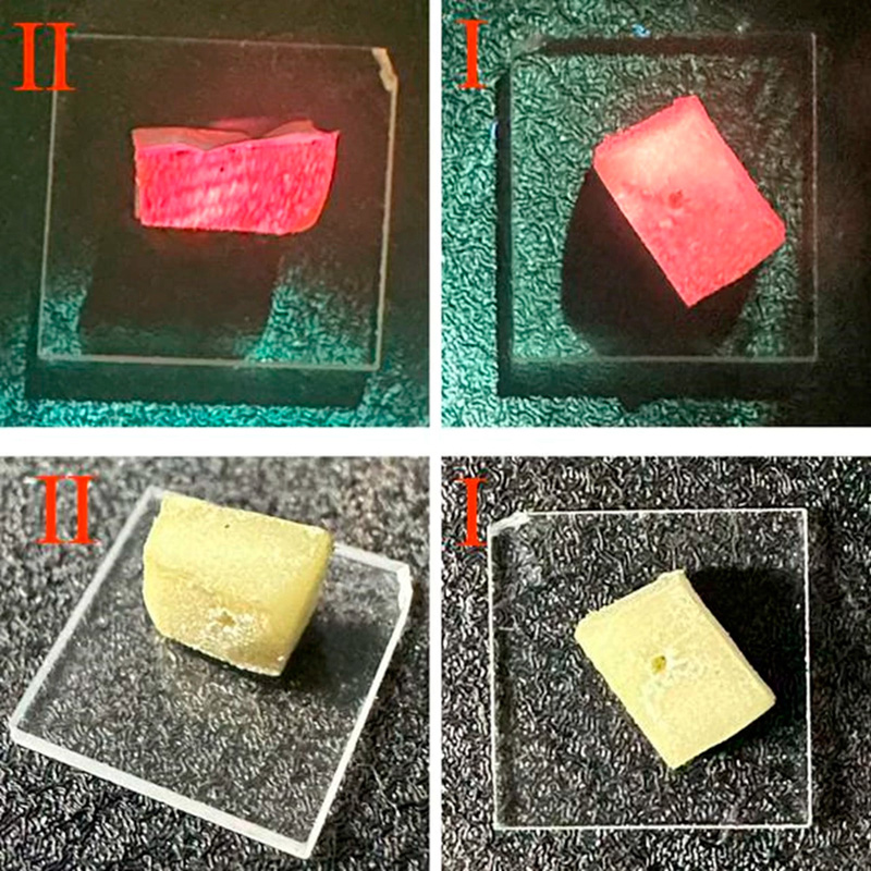Upper: The biomaterial-based random laser when activated. Lower: The same laser seen in daylight. Image: Zhihao Huang, UmeÃ¥ University.