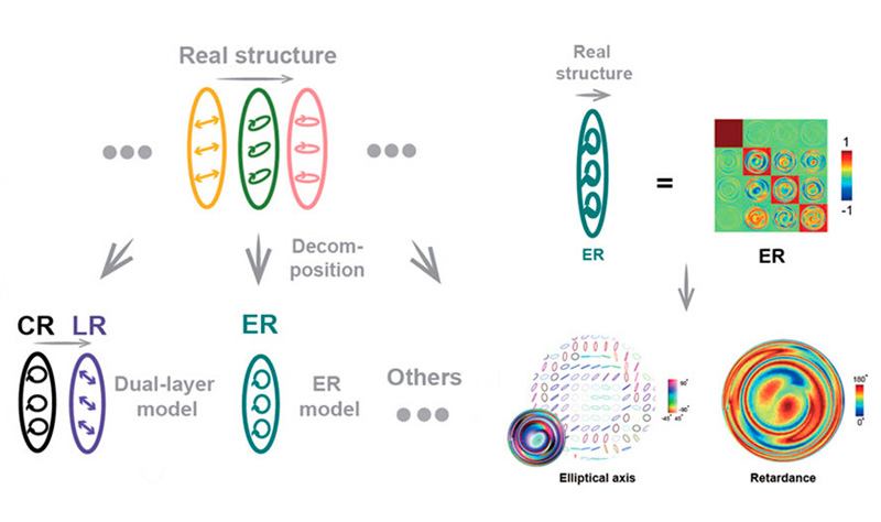 In polarization analysis, the real structure of a retarder sample may consist of multiple layers or a continuous, nonlayered structure (left). Conventional approaches typically model the sample as a circular retarder (CR) followed by a linear retarder (LR), which may lead to misinterpretations. A method that employs an elliptical retarder (ER) model avoids this issue by characterizing the overall properties of any retarder without requiring prior knowledge of its internal structure. On the right, an example of a liquid-crystal droplet, which has a continuous, nonlayered structure. Its ER decomposition demonstrates the spatial distributions of the elliptical fast axis and retardance. Image credit: R. Zhang et al., University of Oxford / Advanced Photonics Nexus, SPIE.
