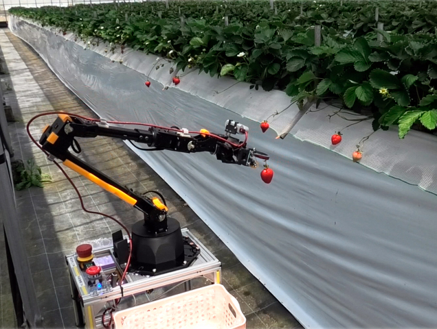 A farm robot using lidar-based control shows it can harvest strawberries from a high-bed cultivation field. Credit: Osaka Metropolitan University.

