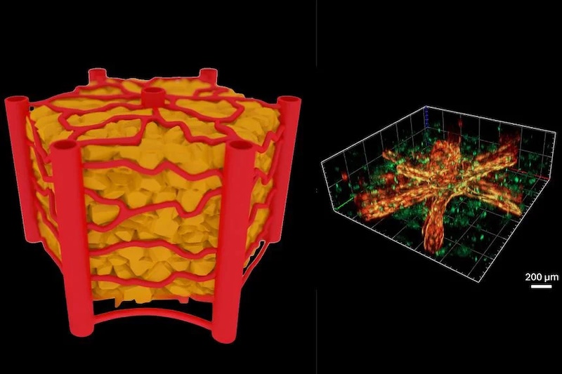 Schematic representation of a hepatic lobule (left) and 3D view of the vascularized hepatic lobule on-chip after 9 days of culture (right). Credit: TU Wien.