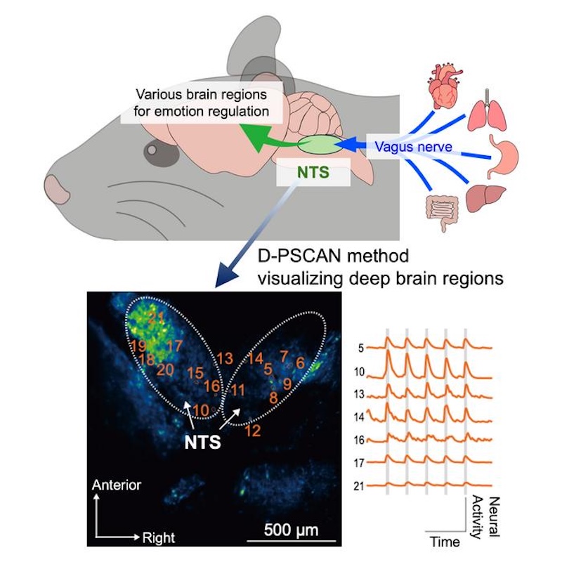 Double-prism-based brainstem imaging. Credit: Masakazu Agetsuma/Cell Reports Methods.