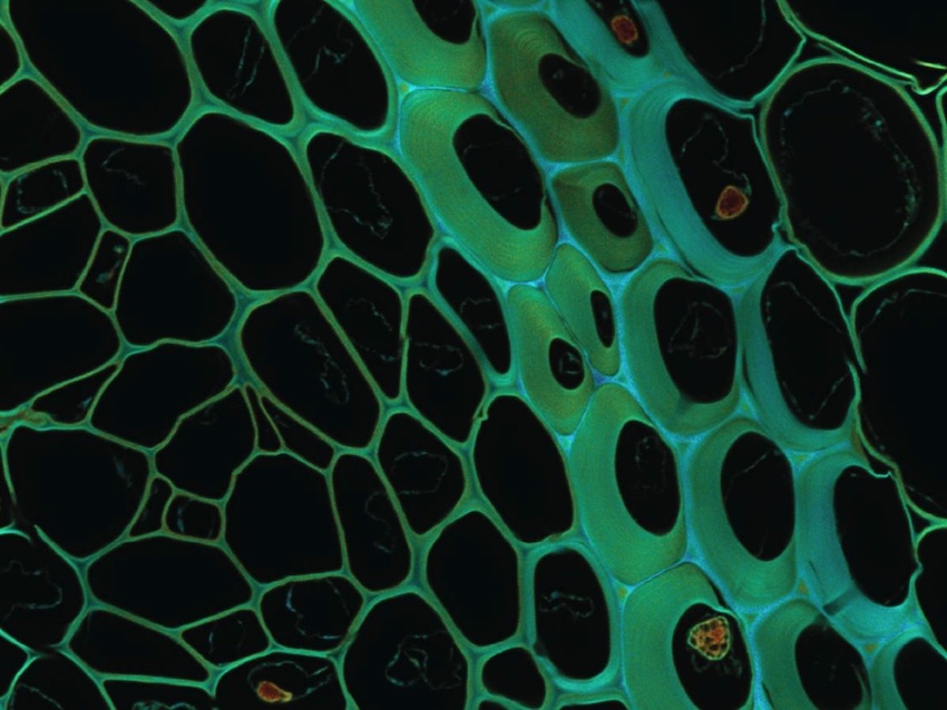 Experimental image of a rhizome of C. majalis (lily of the valley) with optical sectioning and improved resolution. Credit: IIT/Nature Photonics.