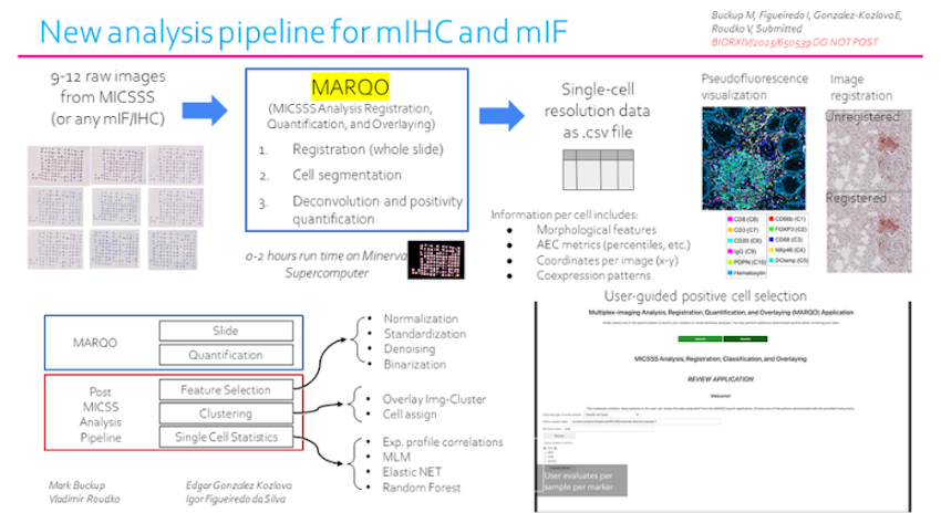 MARQO automatically flags likely positive cells and assigns coordinates and marker intensities, then hands off the final validation to the pathologist. Credit: Icahn School of Medicine at Mount Sinai.