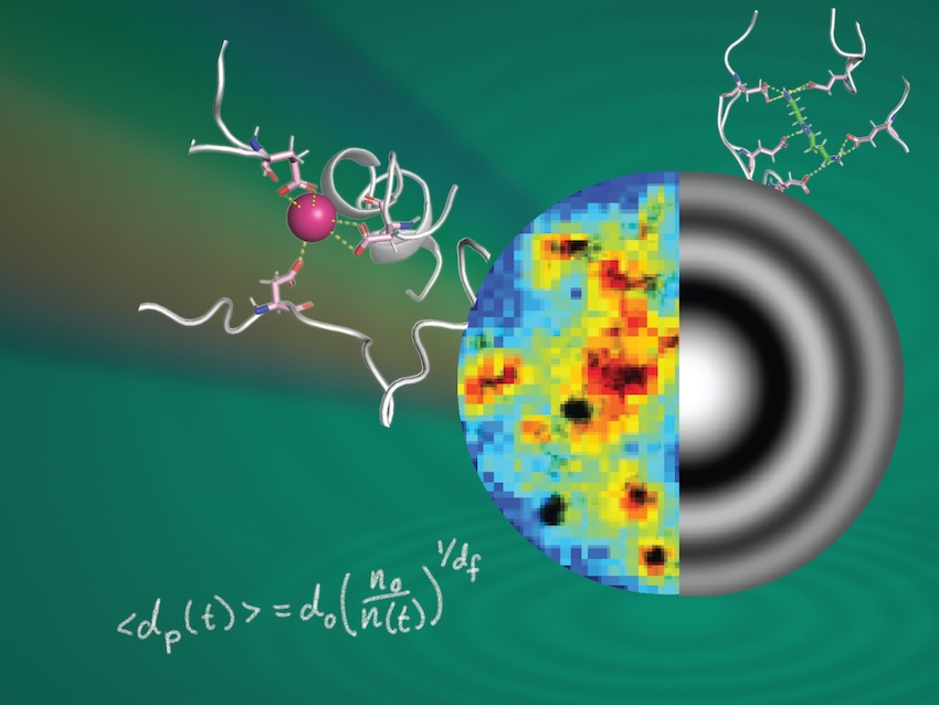 Researchers peer inside biomolecular condensates