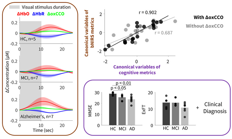 A noninvasive neuromonitoring technology uses broadband near-infrared spectroscopy to measure concentrations of oxidized cytochrome c oxidase (oxCCO), a metabolic mitochondrial enzyme linked to Alzheimer's disease. A pilot study suggests this may be an effective portable technique for diagnosing and monitoring dementia. Image courtesy of D. Acharya et al. (University of Cambridge).