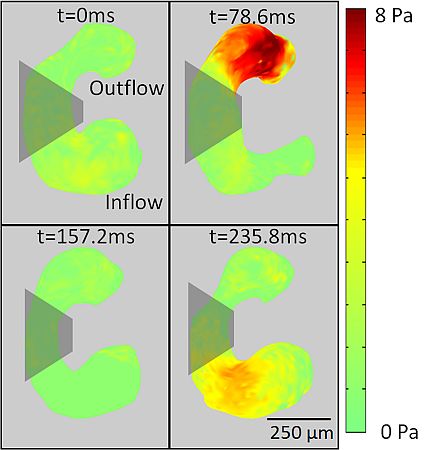 A map of the shear stress on a developing heart at four evenly spaced time points during a heart cycle. Red indicates areas of greater stress. Credit: Case Western University/Biomedical Optics Express.