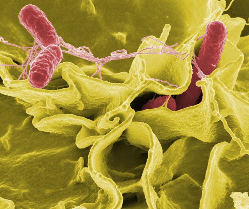 A color-enhanced scanning electron micrograph showing <em>Salmonella typhimurium</em> bacteria (shown in red) invading cultured human cells. Credit: Rocky Mountain Laboratories, NIAID, NIH, Wikipedia Commons.