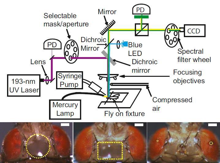 Top: Schematic of the laser microsurgery station based on a 193 nm excimer laser. Bottom: Brightfield images of flies after laser surgery, with windows of different sizes cut in the cuticle or retina. Scale-bar shows 100 microns. Credit: Supriyo Sinha/PNAS, used with permission.