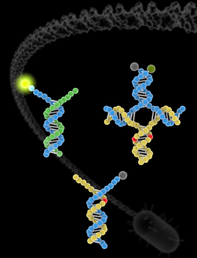 Mutant genes? Probe and target complexes at different stages of the reaction that checks for DNA mutations. The red dots represent mutations in a target base pair, while the illuminated green light indicates that no mutation was found.