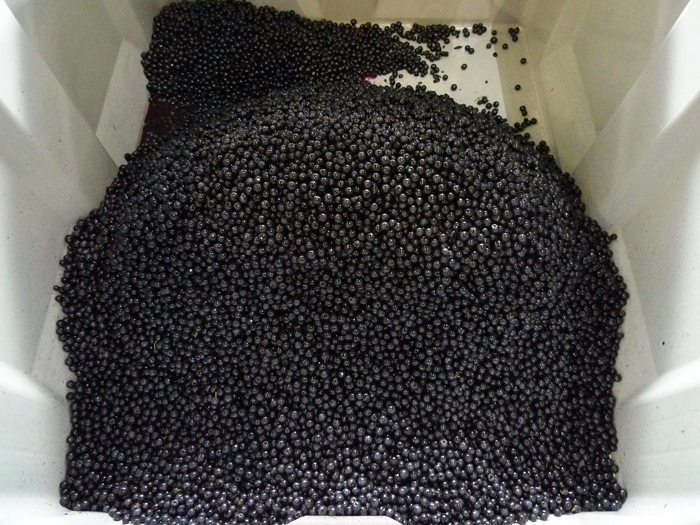 Grape expectations: The good fruit is separated into the container, while insects, leaves, unripe grapes and other foreign objects are removed by the optical equipment. 
