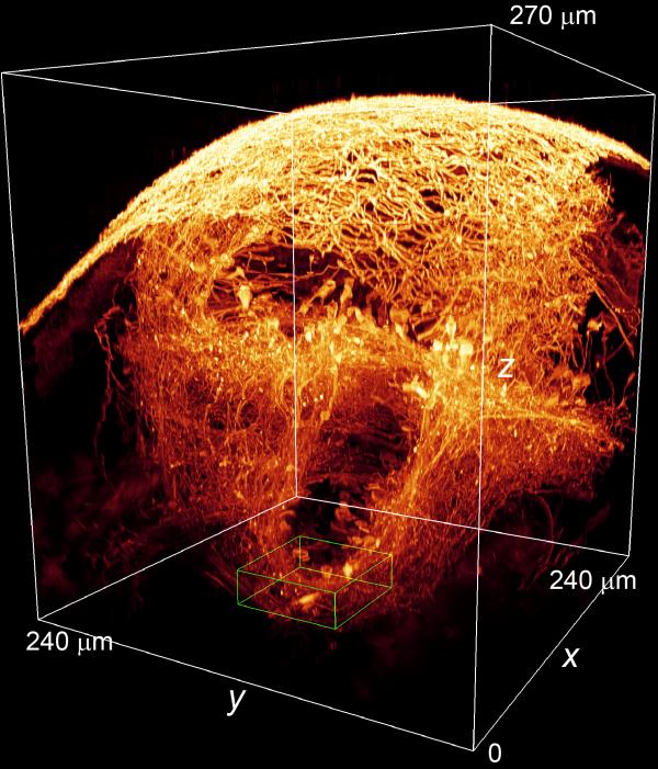 3D rendering after AO correction of a subset of neurons imaged by TPE fluorescence microscopy. Changing the microscope over to confocal operation can generate two-color images of similar structures. Credit: Eric Betzig/HHMI.