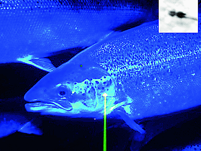 Louse-free: Laser and camera system keeps salmon healthy. Photo: Jenoptik / Stingray Marine. 