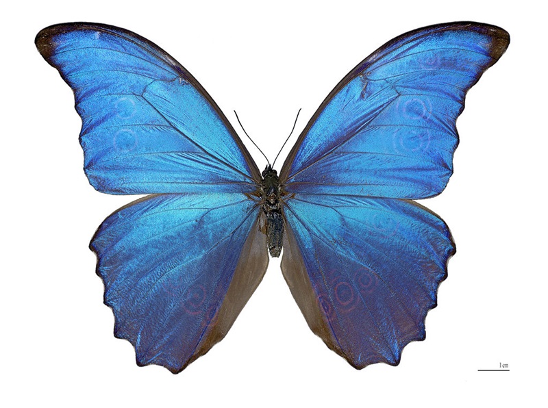 The blue iridescence of the Morpho didius is produced by interference effects caused by the interaction of daylight and the structure of the insect's wings. Now Nanotech Security wants to introduce technology based on the effect for banknote security. Credit: Archaeodontosaurus (Didier Descouens)/Wikimedia Commons.