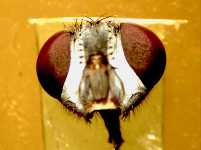 The position and structure at the micron- and nano-scales of the compound eyes of flies provide them a wide angular field of view. Credit: D.P. Pulsifer/PSU